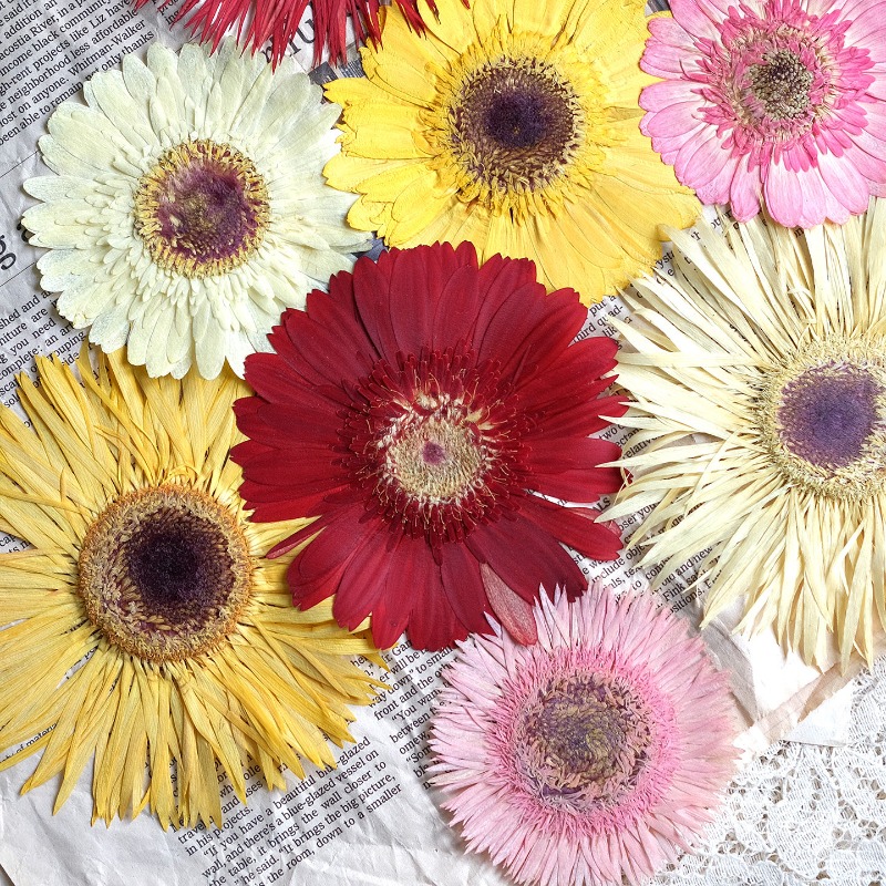 Resin Craft Ideas - 1 Stück/7–9 cm, gepresste Gerbera-Trockenblumen, Sonnenscheinfarbe,